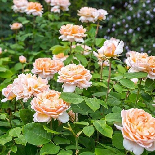 Троянда Lady Gardener (саджанці) | Зображення 3