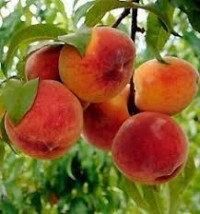 Персик Ерлі Ред Хевен (ранній)