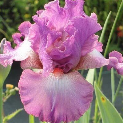 Ірис Mallow Dramatic (кореневища)