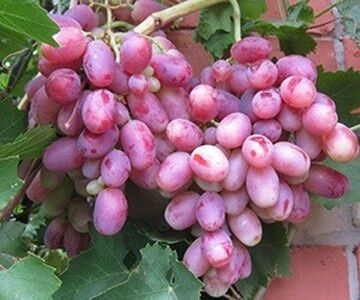 Виноград Родзинка | Зображення 1