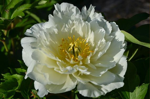 Півонія Уайт Емперор (Paeonia White Emperor) кореневище