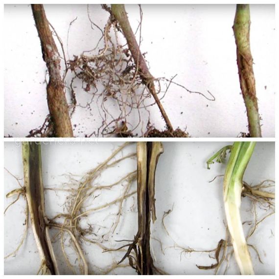 Фунгіцид Магнікур Енерджі (Превікур Енерджі) , 10 мл | Зображення 1