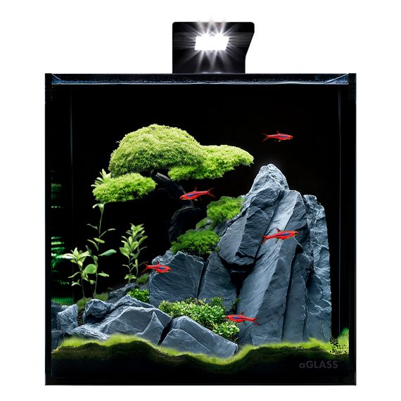 Акваріумний набір BlackCube 30 літрів, з чорною задньою стінкою, 31х31х31 см, скло 4 мм
