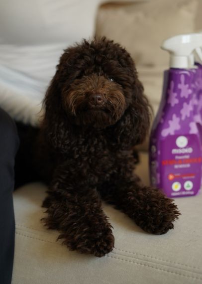 Спрей проти плям та запахів від собак з лавандою Misoko Stain & Odor Remover Lavender, 750 мл | Зображення 4