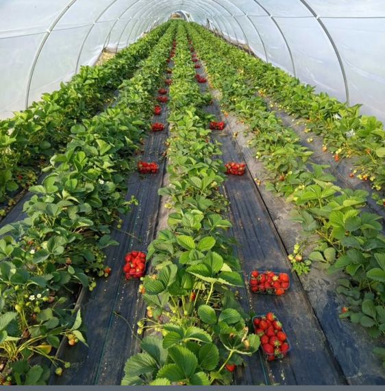 Агроволокно 90 г/м²  3,2х10 метров чёрное пакетированное | Зображення 3