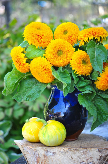 Насіння Соняшник ведмежа 1 г (Насіння країни) | Зображення 2