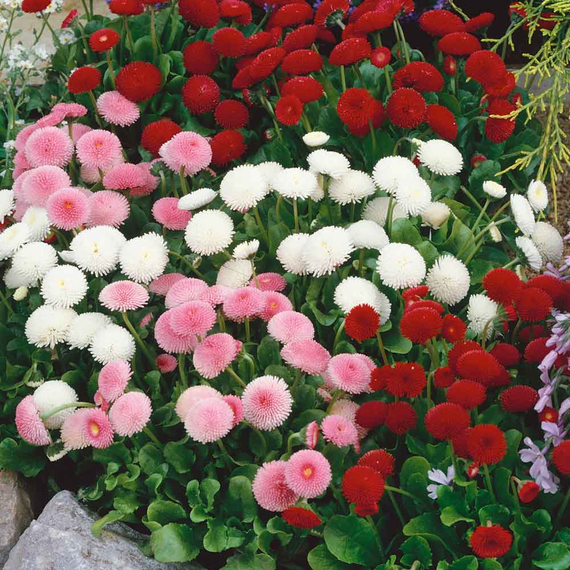 Насіння Маргаритка махрова 100 шт. (Насіння країни) | Зображення 2