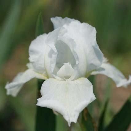 Ірис Pumila White Gem (кореневища)