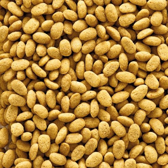 Корм для розведення великих папуг Versele-Laga NutriBird P19 Original Breeding, 100 гр | Зображення 1