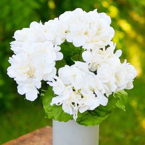 Гортензія Ivory (саджанці)