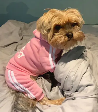 Костюм спортивний для собак Adidog рожевий M | Зображення 1