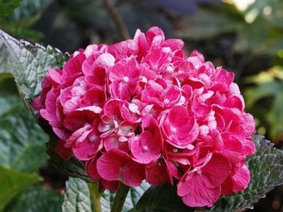 Гортензія Merveille Sanguinea (саджанці) | Зображення 3