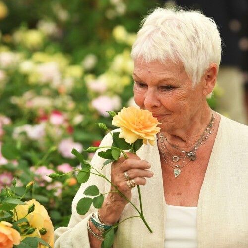 Троянда Dame Judi Dench (саджанці) | Зображення 2