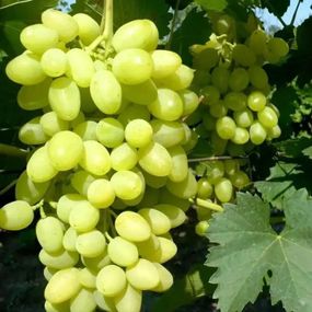 Виноград кишмиш Осінній великоплідний