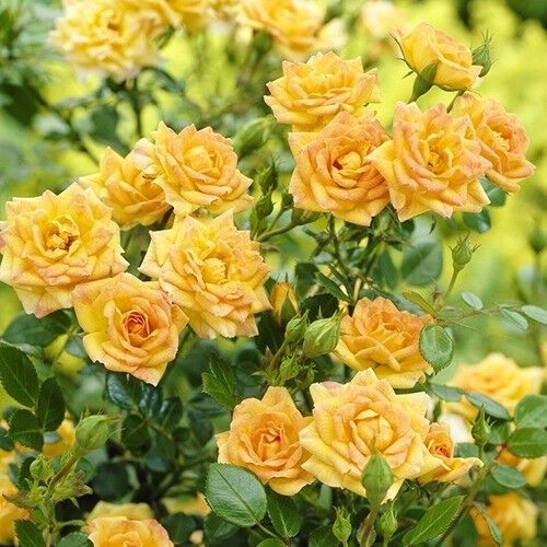Троянда Yellow Fairy (саджанці) | Зображення 1