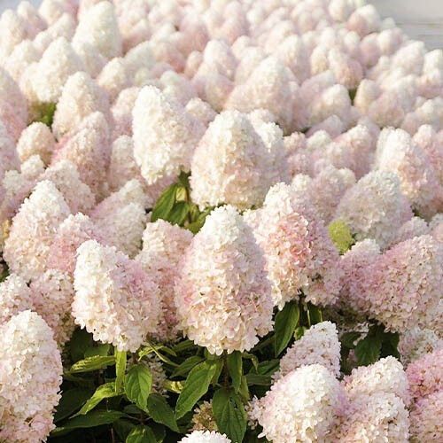 Гортензія Magical Sweet Summer (саджанці) | Зображення 1
