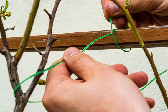 Подвязочная проволока Verto 1.5 мм х 50 м 15G530 | Зображення 1