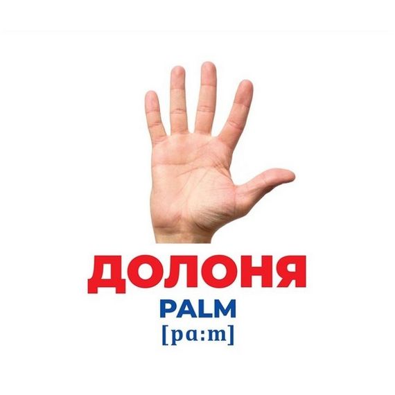 Набір розвиваючих карток Геній з пелюшок "Будова структура" Ранок 10107202, 17 карток | Зображення 2