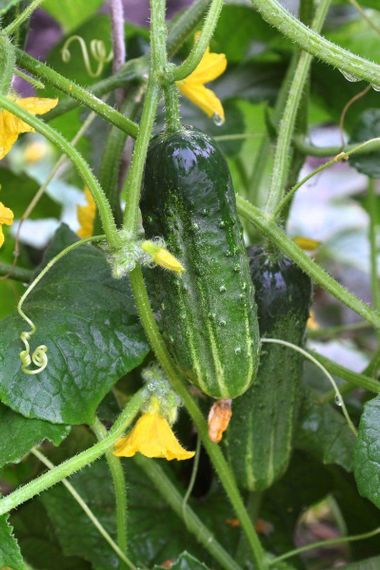 Насіння огірка Конкурент 0,5 кг | Зображення 1