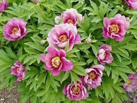 Півонія Янки Дудел Денді (Paeonia Yankee Doodle Dandy) (кореневіше) | Зображення 1