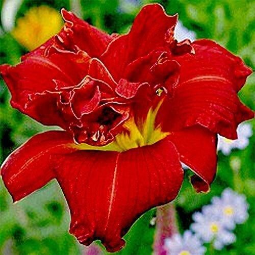 Лілейник Double Firecracker (саджанці)