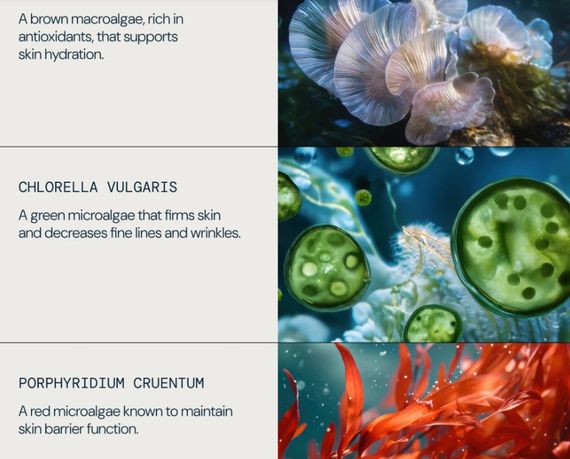 Антивіковий зволожувальний крем для обличчя Elemis Pro-Collagen Marine Cream SPF 30 | Зображення 5