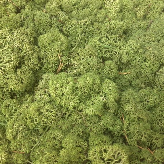 Стабилизированный мох ягель Nordic moss Зеленый светлый 1 кг | Зображення 4