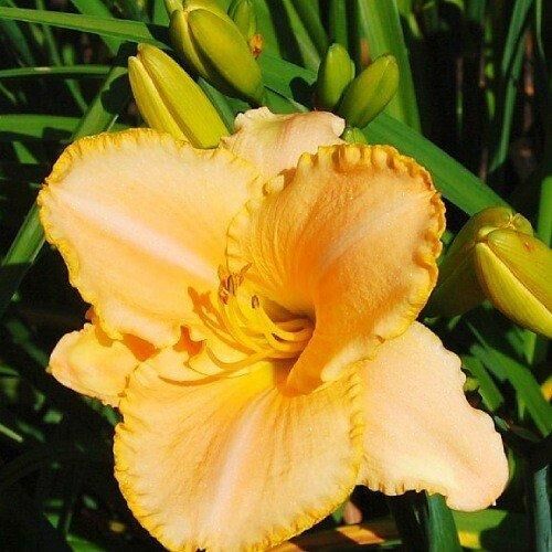Лілейник Serena Sunburst (саджанці) | Зображення 1