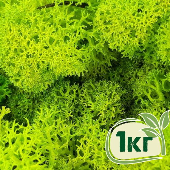 Стабілізований мох ягель Зелений весняний 1 кг