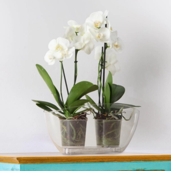 Вазон Місяць прозорий Ламела | Зображення 1