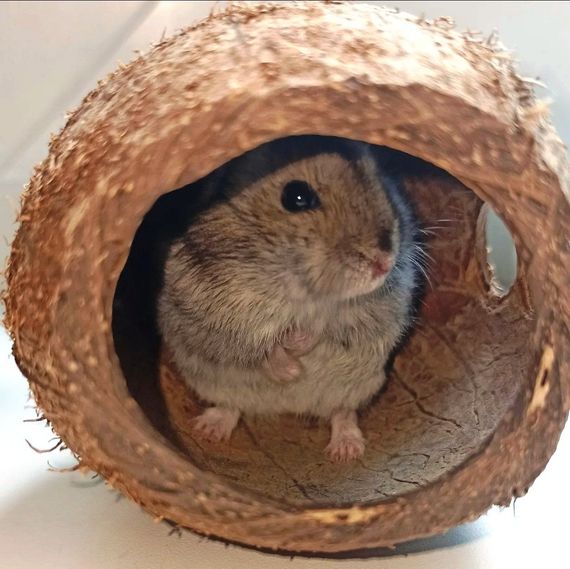 Набір будиночок для хом'яка плюс наповнювач туалету | Зображення 1