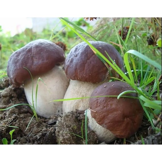 Живий зерновий міцелій білий гриб боровик — 100 г | Зображення 1