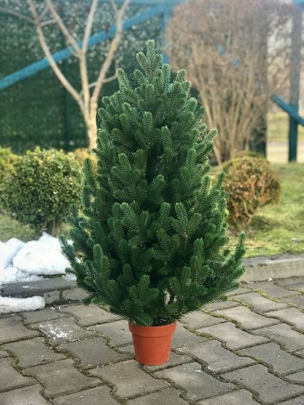 Ялинка Traditional лита в горщику 90 см зелена новинка | Зображення 3