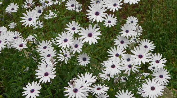 Насіння Диморфотека Блиск зірки 0,2 г (Насіння країни) | Зображення 1