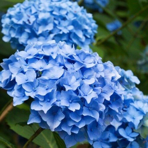 Гортензія Nikko Blue (саджанці) | Зображення 1