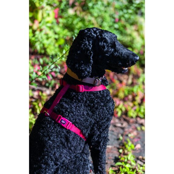 Шлея Trixie Premium для собак червона S–M 42–60 см х 15 мм | Зображення 2