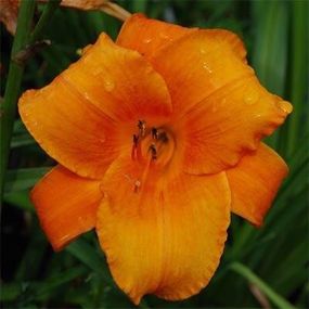 Лілейник Mauna Loa (саджанці)