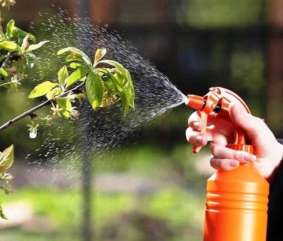 Стимулятор росту Епін+ 2 мл | Зображення 1