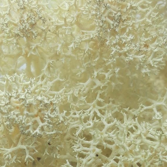 Очищенный стабилизированный мох ягель Nordic moss Натуральный белый 5 кг | Зображення 4