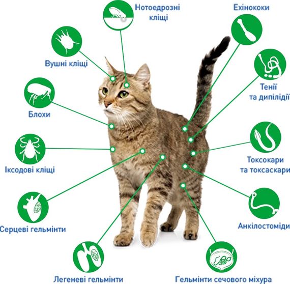 Капли от блох, клещей и гельминтов для котов весом до 2.5 кг NexGard Combo (НексГард Комбо) Boehringer Ingelheim, 3 шт | Зображення 2