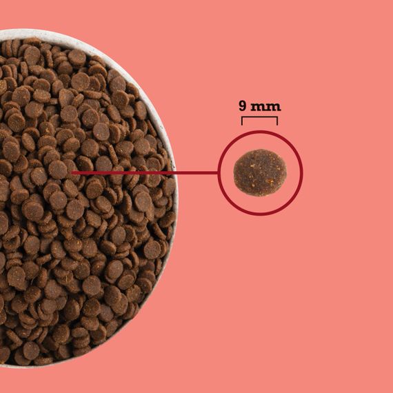 Сухий корм з куркою та рибою для домашніх котів Acana Highest Protein Indoor Cat, 4.5 кг | Зображення 7