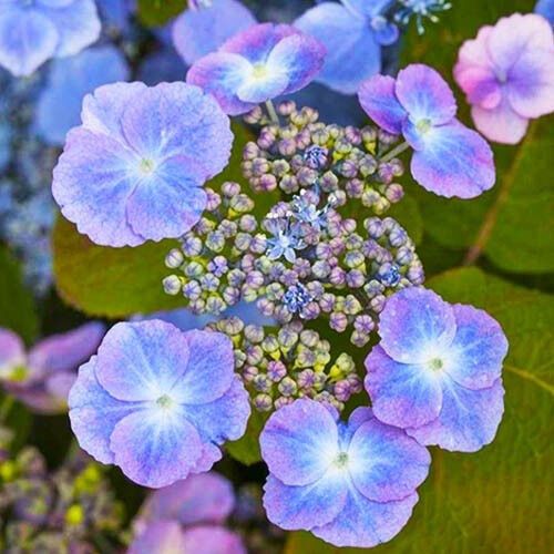 Гортензія Veerle (саджанці)