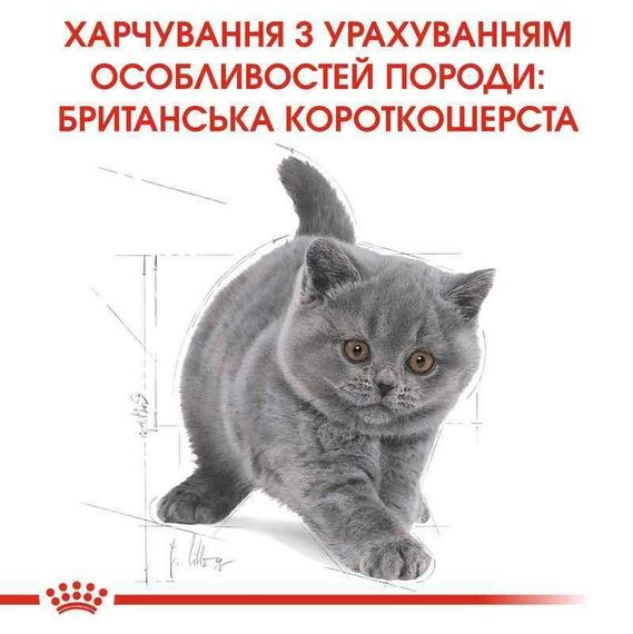 Сухой корм Royal Canin British Shorthair Kitten для котят породы Британская короткошерстная, 400 г | Зображення 1