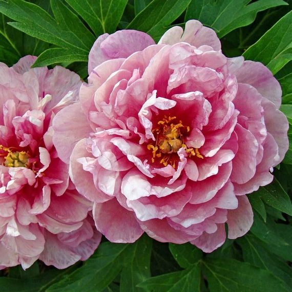 Півонія Данс дю Фе (Paeonia Danse du Feu) кореневище