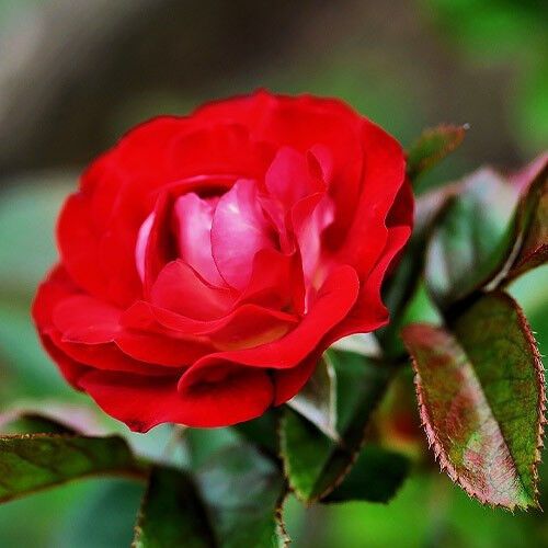 Троянда Rose der Einheit (саджанці) | Зображення 1