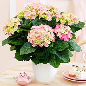 Гортензія Early Pink (сажники)