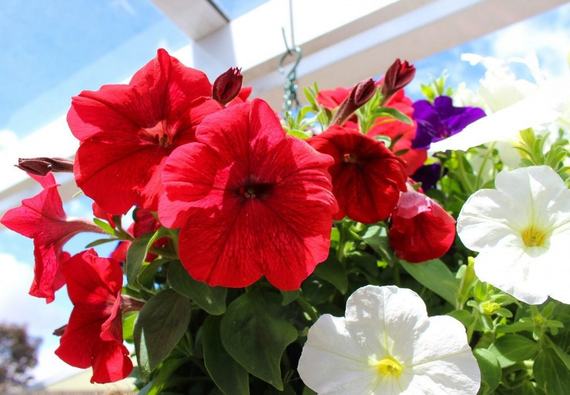 Насіння Петунія суміш 1 г (прибл. 10 000 шт.) | Зображення 2