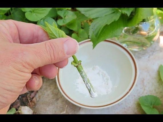 Стимулятор зростання коріння Грандіс 5 г | Зображення 2