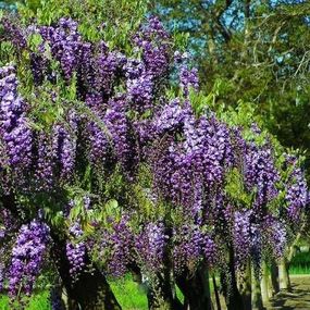 Вистерия (гліцинія) Violacea Plena (саджанці)