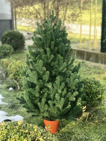 Ялинка Traditional лита в горщику 90 см зелена новинка | Зображення 4